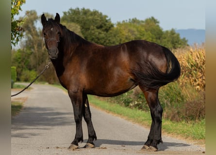Pintos Mix, Merrie, 4 Jaar, 156 cm, Donkerbruin