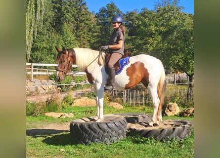 Pintos, Merrie, 4 Jaar, 157 cm, Gevlekt-paard