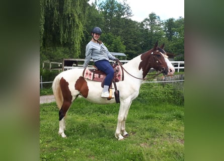 Pintos, Merrie, 5 Jaar, 157 cm, Gevlekt-paard