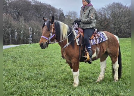 Pintos Mix, Merrie, 7 Jaar, 142 cm, Gevlekt-paard