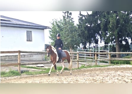 Pintos, Merrie, 7 Jaar, 154 cm