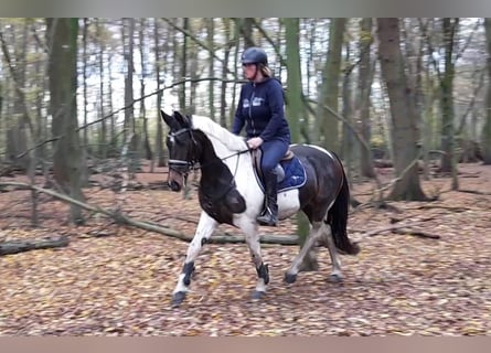 Pintos, Merrie, 7 Jaar, 156 cm, Gevlekt-paard