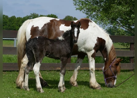 Pintos Mix, Merrie, veulen (04/2024), 150 cm, Gevlekt-paard