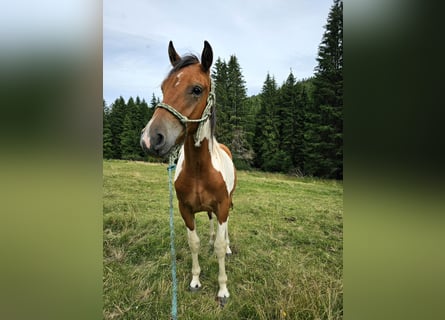 Pintos Mix, Ruin, 1 Jaar, 150 cm, Gevlekt-paard
