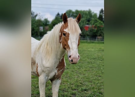 Pintos Mix, Ruin, 3 Jaar, 153 cm, Gevlekt-paard