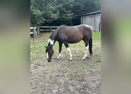Pintos, Ruin, 3 Jaar, 155 cm, Gevlekt-paard
