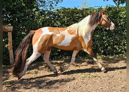 Pintos, Ruin, 4 Jaar, 146 cm, Gevlekt-paard