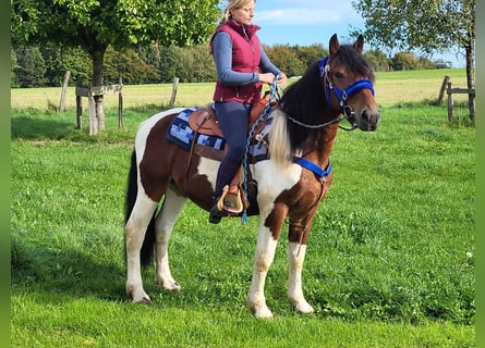 Pintos, Ruin, 4 Jaar, 154 cm, Gevlekt-paard
