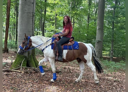 Pintos, Ruin, 4 Jaar, 155 cm, Gevlekt-paard