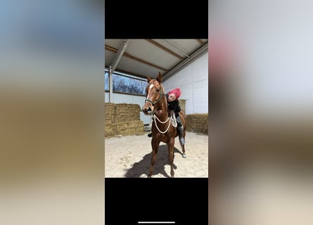 Pintos, Ruin, 8 Jaar, 160 cm, Vos
