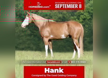 Pintos Mix, Ruin, 9 Jaar, 152 cm, Gevlekt-paard
