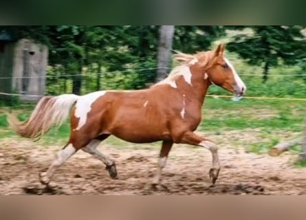 Pintos Mestizo, Semental, 2 años, 155 cm, Pío