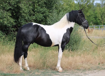Pintos Mestizo, Semental, 3 años, 162 cm, Pío