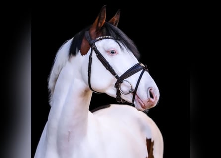 Pintos, Semental, 4 años, 159 cm, Pío