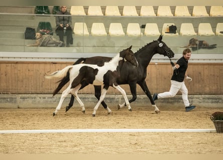 Pintos, Hengst, 1 Jahr, 16,2 hh, Schecke