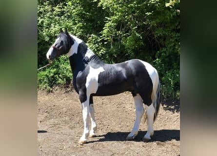 Pintos, Stallion, 5 years, 16,1 hh, Pinto