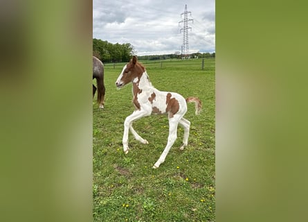 Pintos Mix, Stallion, , 15.2 hh, Pinto