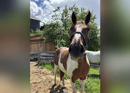 Pintos, Stute, 12 Jahre, 170 cm, Schecke