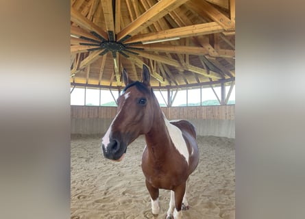 Pintos, Stute, 13 Jahre, 148 cm, Schecke