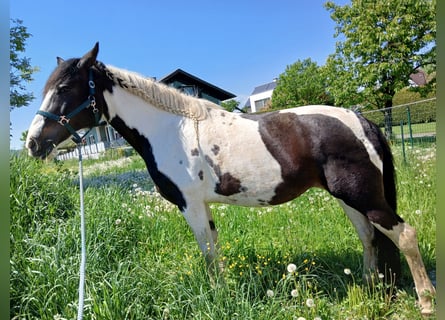 Pintos, Stute, 13 Jahre, 170 cm, Schecke