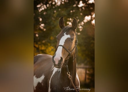 Pintos, Stute, 16 Jahre, 152 cm