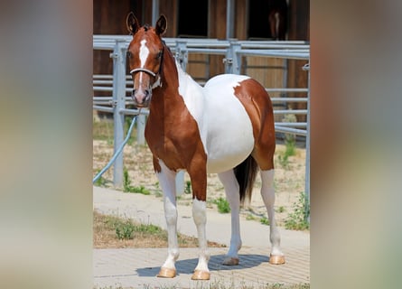 Pintos Mix, Stute, 1 Jahr, 132 cm, Schecke