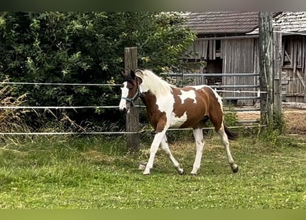 Pintos Mix, Stute, 2 Jahre, 160 cm, Schecke