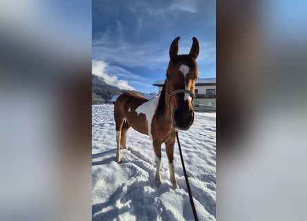 Pintos Mix, Stute, 3 Jahre, 145 cm, Schecke