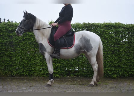 Pintos, Stute, 3 Jahre, 148 cm, Schecke