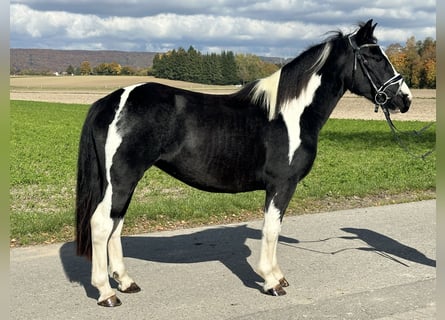 Pintos Mix, Stute, 3 Jahre, 148 cm, Schecke