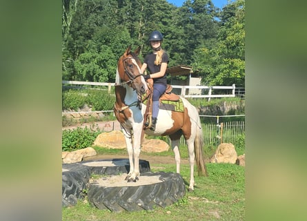 Pintos, Stute, 3 Jahre, 152 cm, Schecke