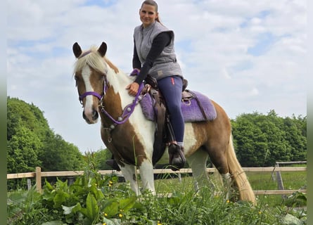 Pintos, Stute, 4 Jahre, 135 cm, Schecke