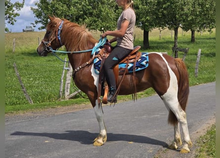 Pintos, Stute, 4 Jahre, 145 cm, Schecke