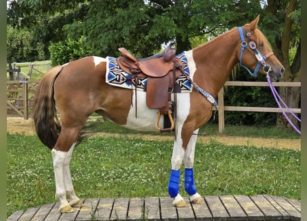 Pintos, Stute, 4 Jahre, 145 cm, Schecke