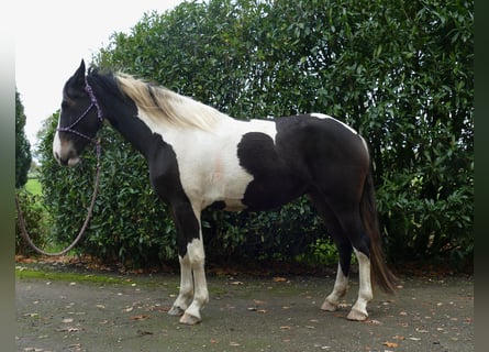 Pintos, Stute, 4 Jahre, 158 cm, Schecke