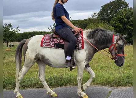 Pintos, Stute, 5 Jahre, 136 cm, Schecke