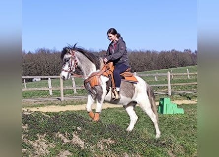 Pintos, Stute, 6 Jahre, 136 cm, Schecke