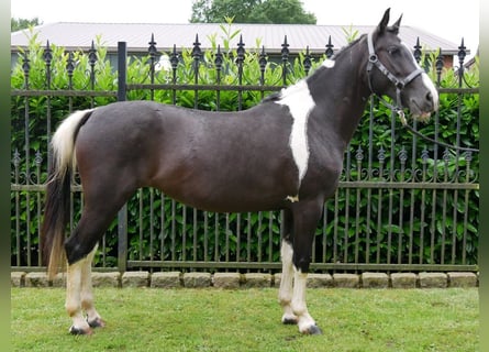 Pintos, Stute, 6 Jahre, 145 cm