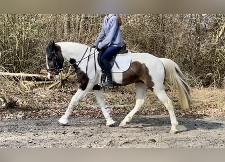 Pintos, Stute, 6 Jahre, 150 cm, Schecke