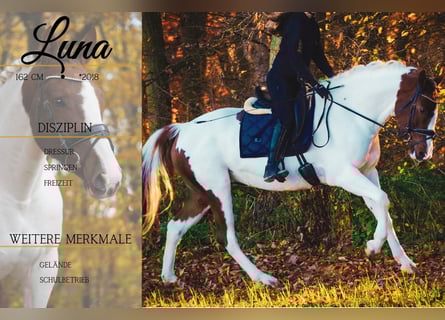 Pintos, Stute, 7 Jahre, 162 cm, Schecke