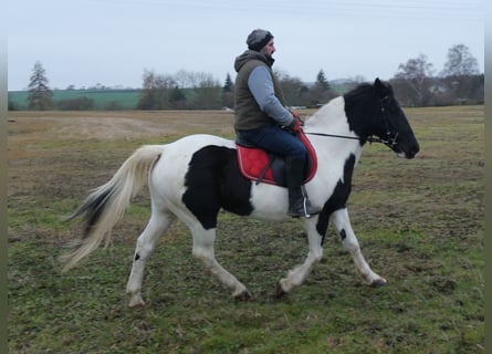 Pintos Mix, Stute, 7 Jahre, Schecke