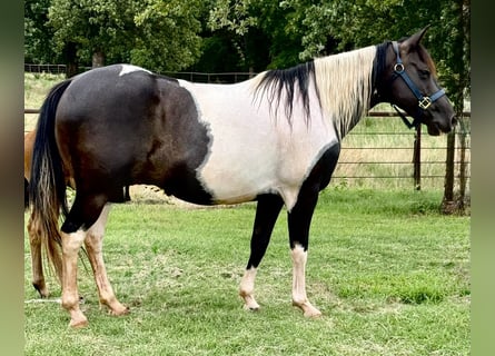 Pintos, Stute, 7 Jahre, Schecke