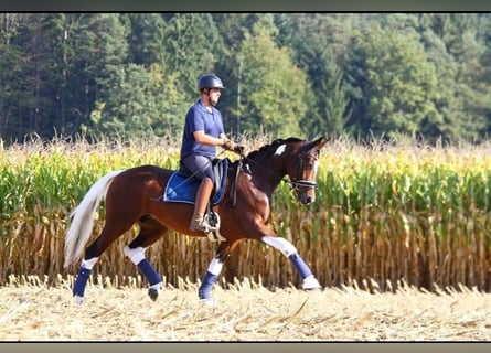 Pintos, Stute, 8 Jahre, 165 cm, Schecke
