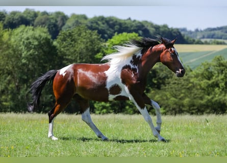 Pintos Mix, Wallach, 12 Jahre, 162 cm, Schecke