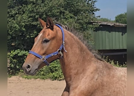 Pintos Mix, Wallach, 3 Jahre, 152 cm, Tigerschecke