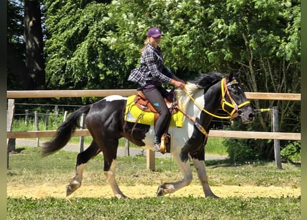 Pintos, Wallach, 3 Jahre, 155 cm, Schecke