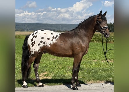 Pintos Mix, Wallach, 3 Jahre, 159 cm, Tigerschecke