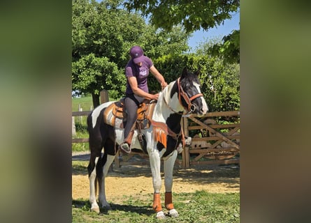 Pintos, Wallach, 3 Jahre