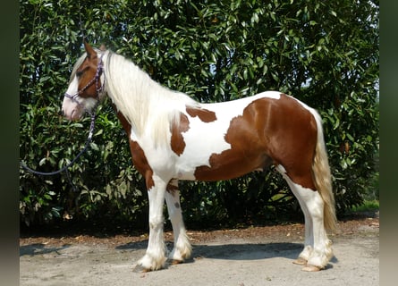 Pintos, Wallach, 4 Jahre, 139 cm, Schecke