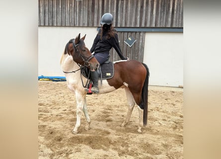 Pintos, Wallach, 4 Jahre, 154 cm, Schecke